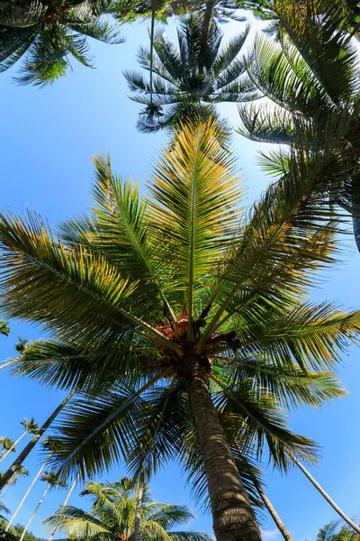 Hindistan Cevizi Ağaçları Mavi Gökyüzü Altında — Stok fotoğraf