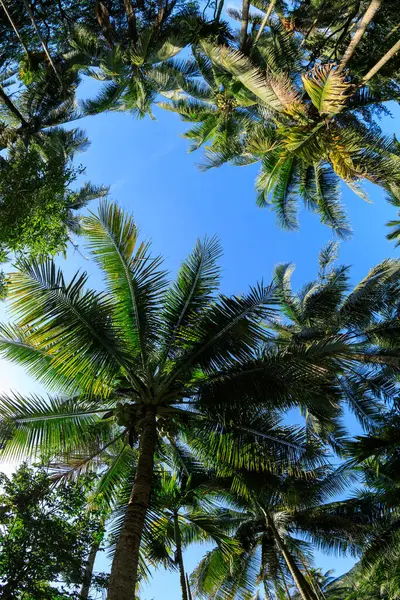 Kokosové Palmy Pod Modrou Oblohou — Stock fotografie