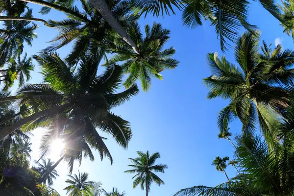 椰子树在蓝蓝的天空下 — 图库照片