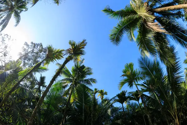 椰子树在蓝蓝的天空下 — 图库照片