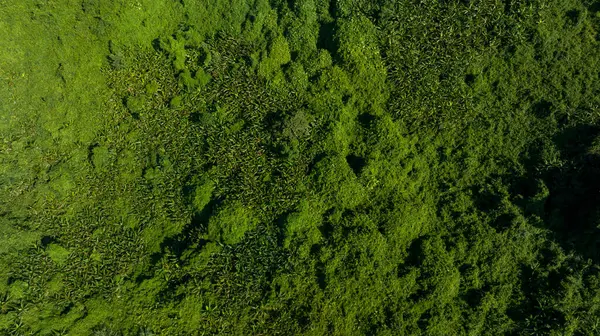Letecký Pohled Krajinu Tropických Lesů — Stock fotografie