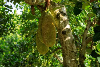 Green jackfruit grow on the Jack fruit tree clipart