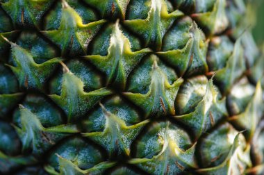 Bahçedeki ağaçta ananas yetişir.