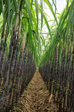 Şeker kamışı bitkileri tarlada yetişir