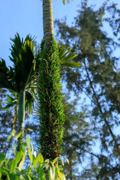 Yakın - yeşil tropikal bitkinin görüntüsü