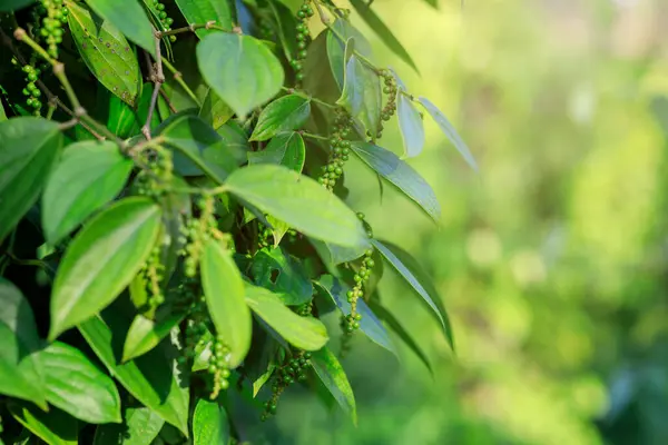 ブラックペッパーの果物は庭の木に育つ — ストック写真