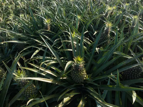 Pineapple Grow Tree Garden — Stock Photo, Image