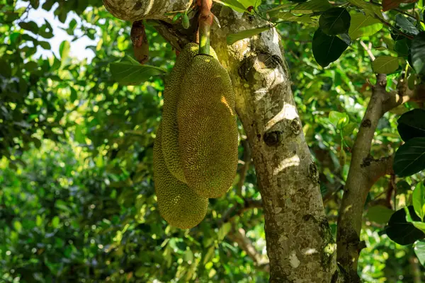 Yeşil Meyveler Jack Meyve Ağacında Yetişir — Stok fotoğraf