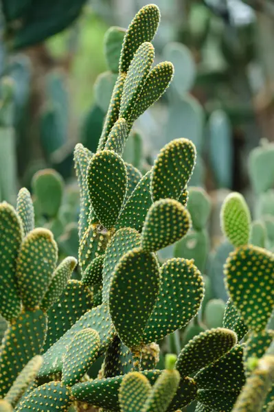 Green Cactus Sharp Spikes — Stock Photo, Image