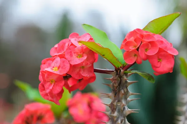 Beautiful Flowers Blooming Throny Desert Plant — Stock Photo, Image