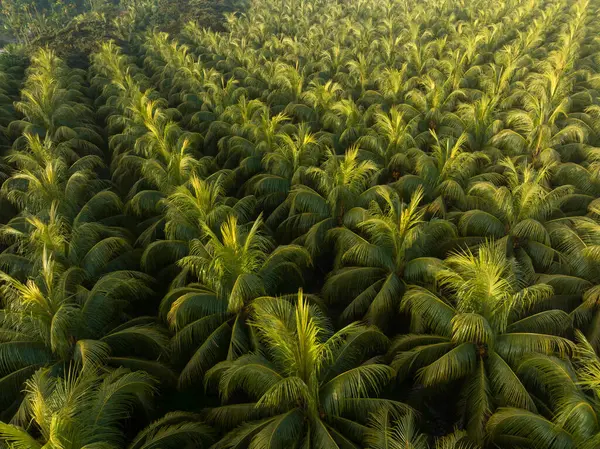 Top View Coconut Trees Field — Stock Photo, Image