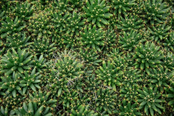 Green Cactus Sharp Spikes — Stock Photo, Image