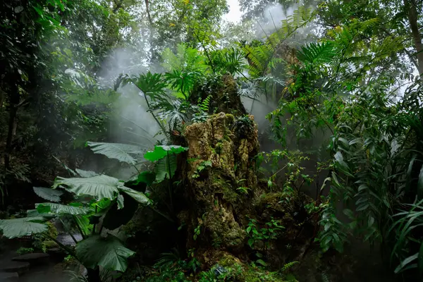 Piękny Widok Tropikalnego Krajobrazu Ogrodu — Zdjęcie stockowe