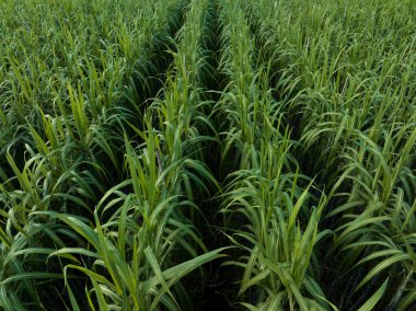 Tarlada büyüyen şeker kamışı bitkilerinin havadan görünüşü