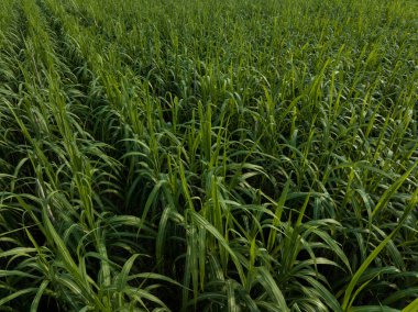 Tarlada büyüyen şeker kamışı bitkilerinin havadan görünüşü