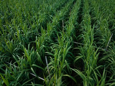 Tarlada büyüyen şeker kamışı bitkilerinin havadan görünüşü