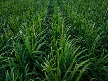 Tarlada büyüyen şeker kamışı bitkilerinin havadan görünüşü