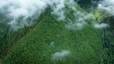 Sisin içinde güzel yüksek irtifa ormanı dağ manzarası