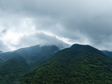 İlkbaharda sisli orman manzarası