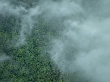 İlkbaharda sisli orman manzarası