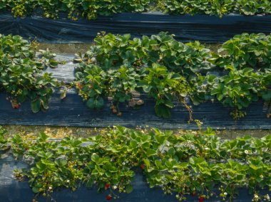 İlkbahar tropikal ormanlarında hava manzarası