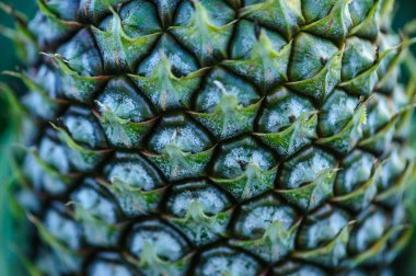 Bahçedeki ağaçta ananas yetişir.