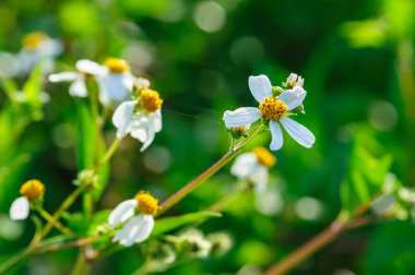 İlkbaharda açan küçük, güzel, beyaz yastık çiçekleri.