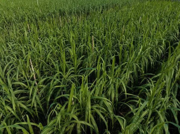 Вид Воздуха Растения Сахарного Тростника Растущие Поле — стоковое фото