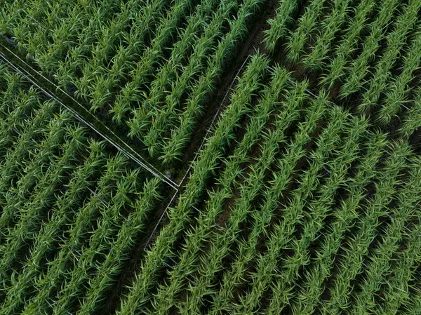 Widok Lotu Ptaka Nad Roślinami Trzciny Cukrowej Rosnącymi Polu — Zdjęcie stockowe