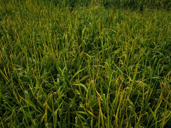 田舎で栽培している稲作の空中観察 — ストック写真