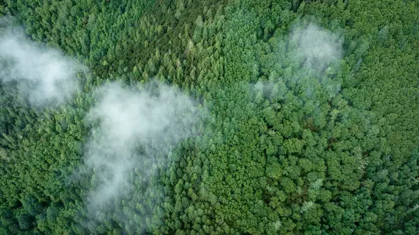 Beau Paysage Montagne Forêt Haute Altitude Dans Brouillard — Photo