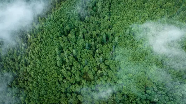 Vacker Hög Höjd Skog Bergslandskap Dimman — Stockfoto