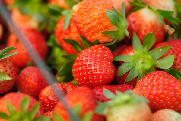 篮子里新鲜的红草莓果 — 图库照片