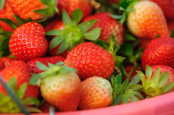 篮子里新鲜的红草莓果 — 图库照片