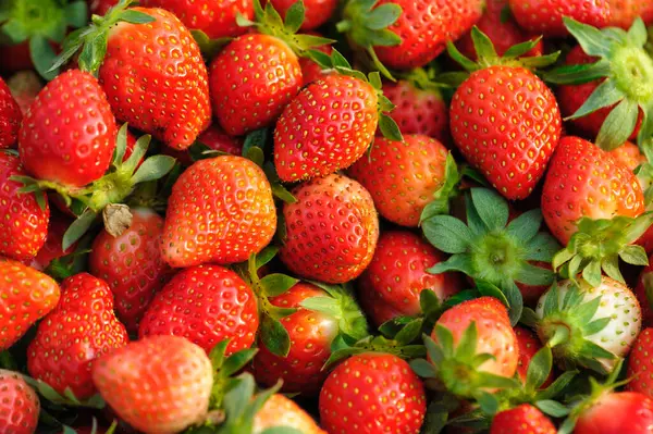 鲜红草莓果特写 — 图库照片