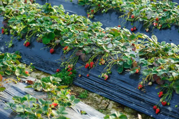 Frutti Fragola Crescita Giardino — Foto Stock