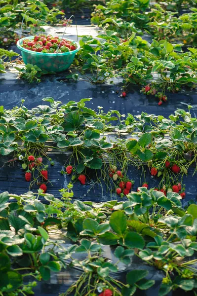 Aardbeienvruchten Groei Tuin — Stockfoto