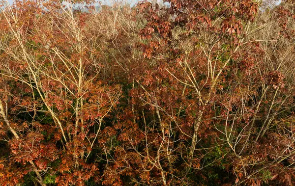 秋の森で美しい赤い木の葉の空想的な眺め — ストック写真