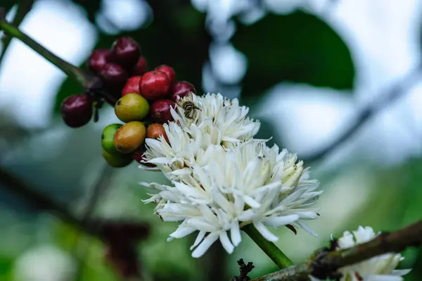 Kawa Ziarna Kwiaty Kwitnące Drzewie — Zdjęcie stockowe