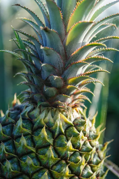 Ananas Wächst Auf Baum Garten — Stockfoto