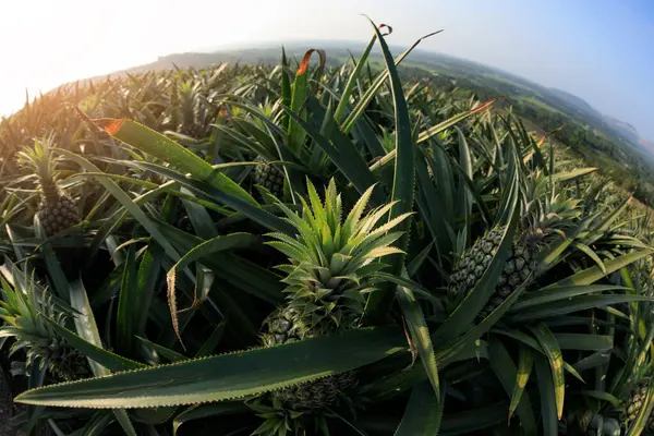 Pineapple Growing Sunset Mountain Top — Stock Photo, Image