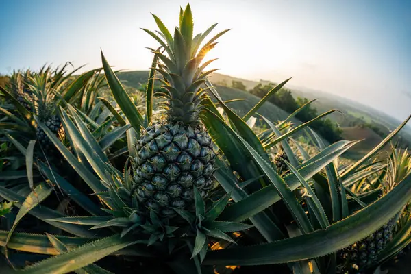Ananas Wächst Auf Dem Gipfel Des Sonnenuntergangs — Stockfoto