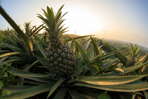 Ananas Wächst Auf Dem Gipfel Des Sonnenuntergangs — Stockfoto