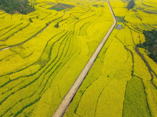 Gelbe Doldenblumen Blühen Auf Dem Land Provinz Yunnan China — Stockfoto