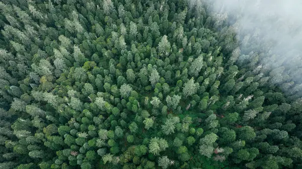 Aerial Footage Beautiful High Altitude Forest Mountain Landscape — Stock Photo, Image