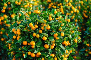 Mutlu bir Çin Yeni Yılı için Çin narenciyesi