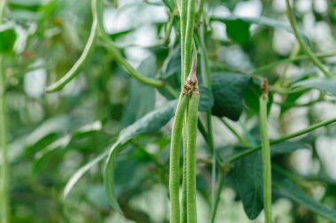 Sebze tarlasında uzun fasulye bitkileri büyüyor.