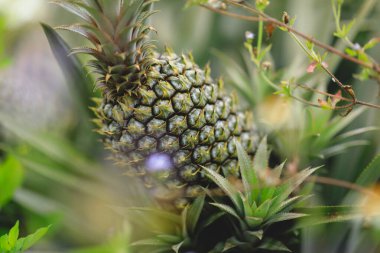 Bahçedeki ağaçta ananas yetişir.