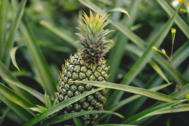 Bahçedeki ağaçta ananas yetişir.