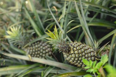 Bahçedeki ağaçta ananas yetişir.